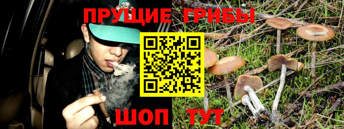 Елец  Псилоцибиновые грибы прущие грибы  Галлюциногенные грибы Psilocybe  Вход с VPN 